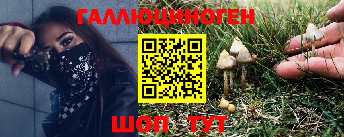 Галлюциногенные грибы Psilocybine cubensis Новомосковск